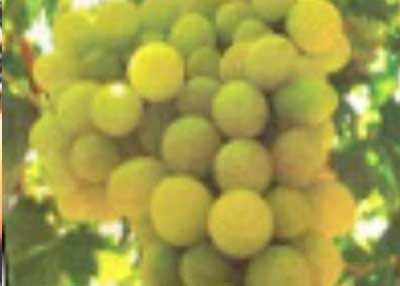Image Les Raisins